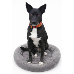 Марси чудесная собака-компаньон ищет дом!