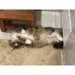 Очаровательные котята Василий и Багира ищут свои семьи!