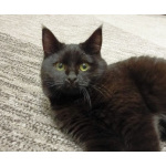 Очаровательные котята Василий и Багира ищут свои семьи!