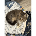 Очаровательные котята Василий и Багира ищут свои семьи!