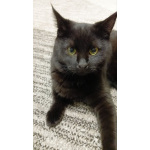 Очаровательные котята Василий и Багира ищут свои семьи!