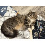 Очаровательные котята Василий и Багира ищут свои семьи!