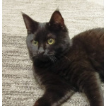 Очаровательные котята Василий и Багира ищут свои семьи!