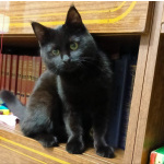 Очаровательные котята Василий и Багира ищут свои семьи!