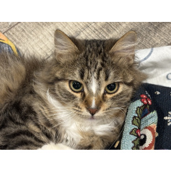 Очаровательные котята Василий и Багира ищут свои семьи!