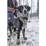 Миша, тот самый пёс, которого Вы будете называть “наш”