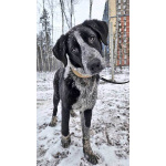 Миша, тот самый пёс, которого Вы будете называть “наш”