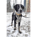 Миша, тот самый пёс, которого Вы будете называть “наш”