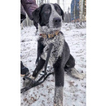 Миша, тот самый пёс, которого Вы будете называть “наш”