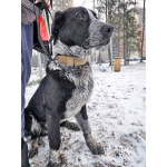 Миша, тот самый пёс, которого Вы будете называть “наш”