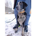 Миша, тот самый пёс, которого Вы будете называть “наш”