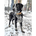 Миша, тот самый пёс, которого Вы будете называть “наш”