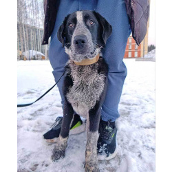 Миша, тот самый пёс, которого Вы будете называть “наш”