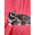 Два маленьких котенка мальчик и девочка ищут дом