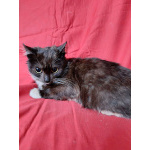 Два маленьких котенка мальчик и девочка ищут дом