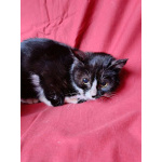 Два маленьких котенка мальчик и девочка ищут дом