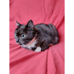 Два маленьких котенка мальчик и девочка ищут дом