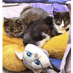 Два маленьких котенка мальчик и девочка ищут дом