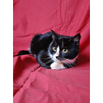 Два маленьких котенка мальчик и девочка ищут дом