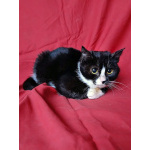 Два маленьких котенка мальчик и девочка ищут дом