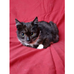 Два маленьких котенка мальчик и девочка ищут дом