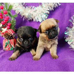 пти-брабансоны девочки