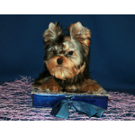 Мальчик Йорк от чемпионов.