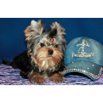 Мальчик Йорк от чемпионов.