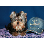 Мальчик Йорк от чемпионов.