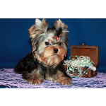 Мальчик Йорк от чемпионов.