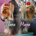 Мальчик Йорк от чемпионов.