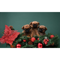 Щенки пти-брабансоны