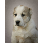 Среднеазиатская овчарка – щенки высшего качества