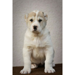 Среднеазиатская овчарка – щенки высшего качества