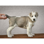 Среднеазиатская овчарка – щенки высшего качества