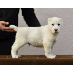 Среднеазиатская овчарка – щенки высшего качества