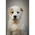 Среднеазиатская овчарка – щенки высшего качества