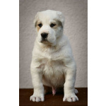 Среднеазиатская овчарка – щенки высшего качества