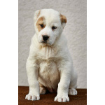 Среднеазиатская овчарка – щенки высшего качества