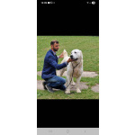 Среднеазиатская овчарка – щенки высшего качества