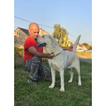 Среднеазиатская овчарка – щенки высшего качества