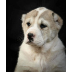 Среднеазиатская овчарка – щенки высшего качества