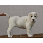 Среднеазиатская овчарка – щенки высшего качества