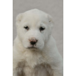 Среднеазиатская овчарка – щенки высшего качества