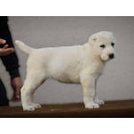 Среднеазиатская овчарка – щенки высшего качества