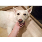 В добрые руки Чиффа, собака, о которой мечтают, но редко находят