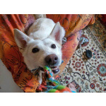 В добрые руки Чиффа, собака, о которой мечтают, но редко находят