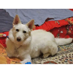 В добрые руки Чиффа, собака, о которой мечтают, но редко находят