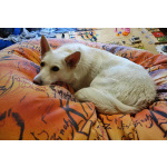 В добрые руки Чиффа, собака, о которой мечтают, но редко находят