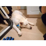 В добрые руки Чиффа, собака, о которой мечтают, но редко находят